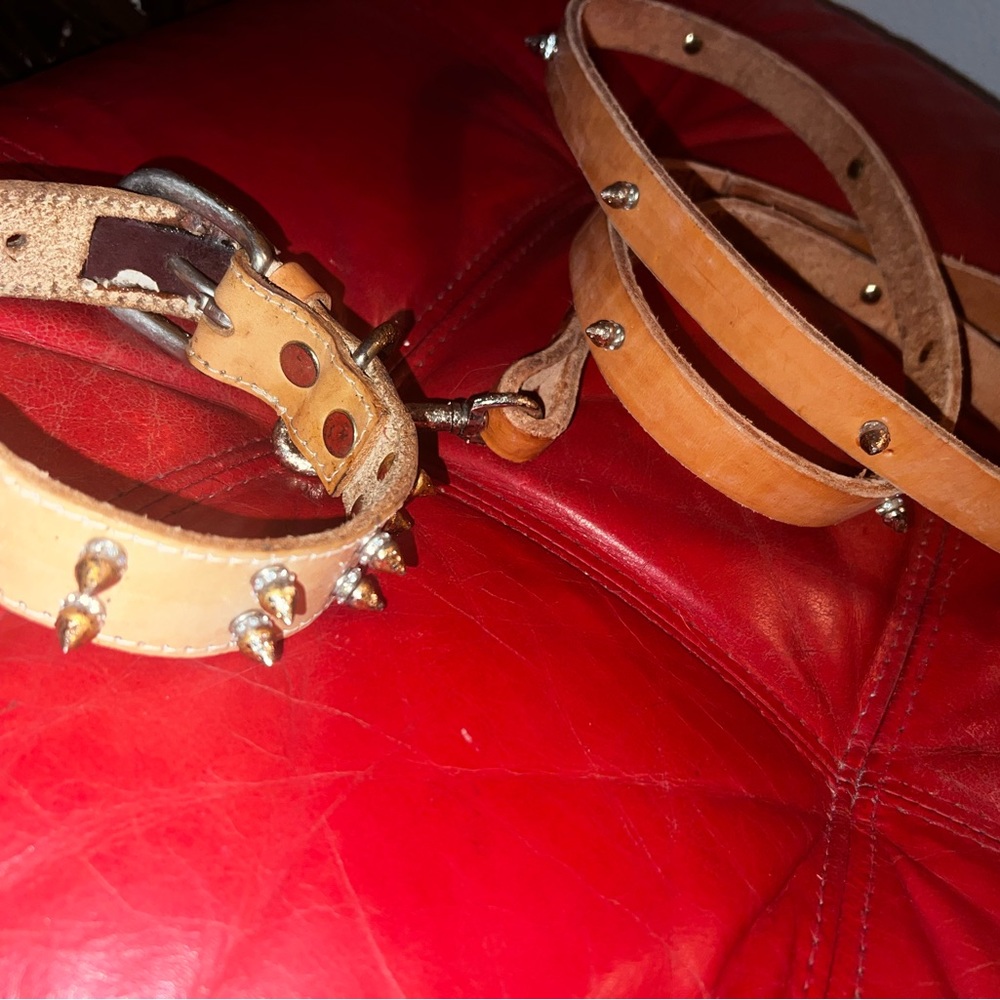 Not a basic Bit@h dog collar & Leash
